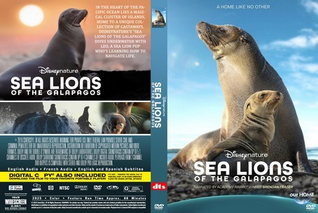 Sea Lions of the Galapagos 2025