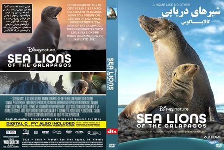Sea Lions of the Galapagos 2025